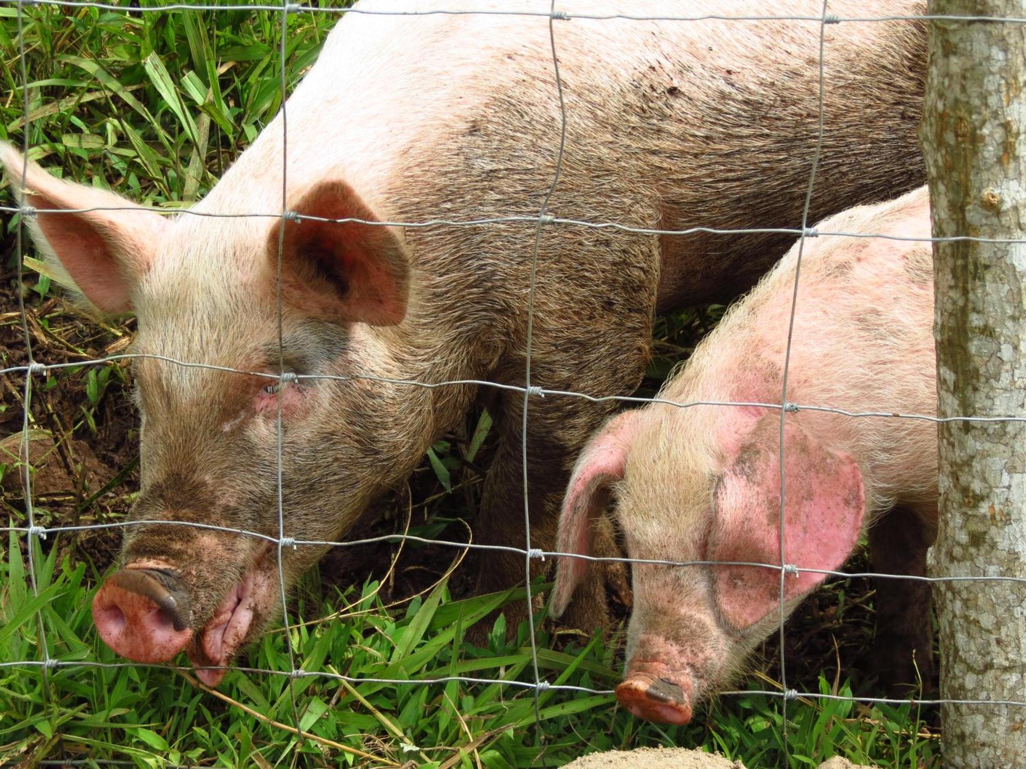 Vocare Finca Agroecologica Upala Eksteriør bilde