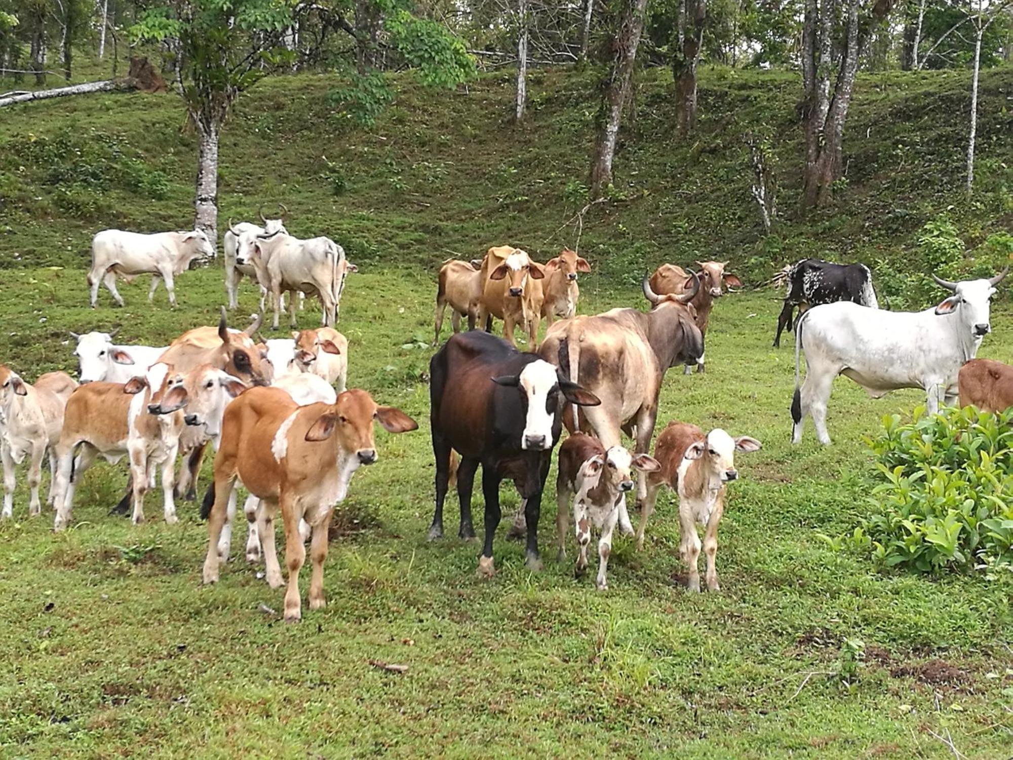 Vocare Finca Agroecologica Upala Eksteriør bilde